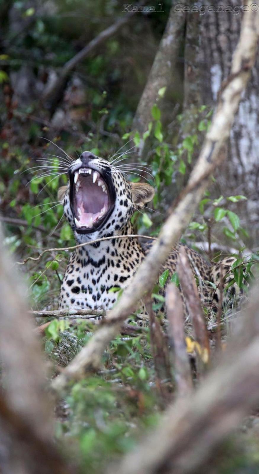 Вилла Life Of Leisure Wilpattu Pahala Maragahawewa Экстерьер фото